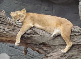 W jakich godzinach Włosi mają sieste?