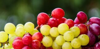 Ile moszczu z 1 kg winogron?