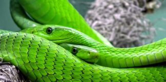 Czy we Włoszech są jadowite węże?