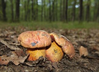 W jakich porach jedzą Włosi? W jakich porach jedzą Włosi?