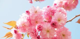 Ile paczek papierosów można przewieźć do Czech?