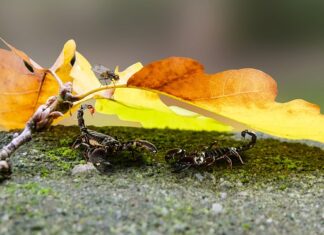 Czy we Włoszech są Skorpiony?