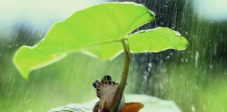 Jak po czesku teściowa?