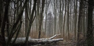 Czy w Wenecji wieje?