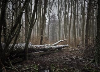 Czy w Wenecji wieje? Czy w Wenecji wieje?