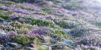 Do kogo należy Śnieżką?