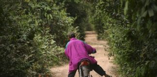 Czym się różnią świderki od włoskich?