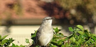 Co to znaczy poliglotą po polsku?