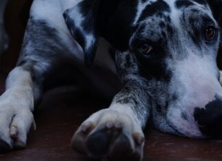 Czy Duńczycy dużo piją?