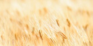 Ile wart jest złoty?