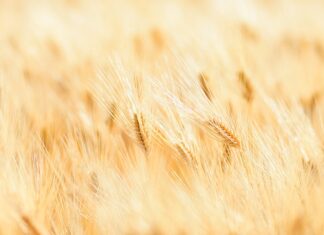 Ile wart jest złoty?