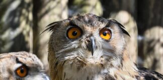 Gdzie w Europie można spać w samochodzie?