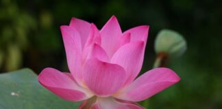 Jak się pisze po angielsku Czechy?