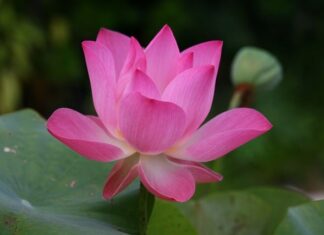 Jak się pisze po angielsku Czechy?