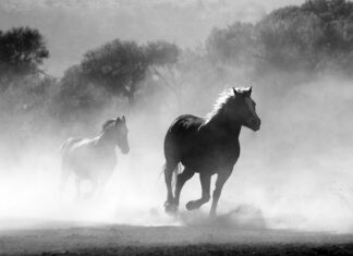 Czy w Czechach można palić papierosy na ulicy?
