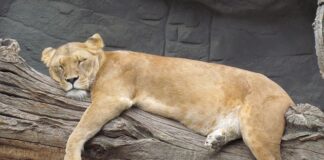 Co to jest siesta we Włoszech?