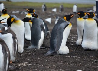 Ile jest wysp w Wenecji? Ile jest wysp w Wenecji?