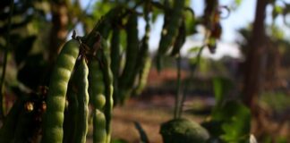 Czego nie lubią Duńczycy?