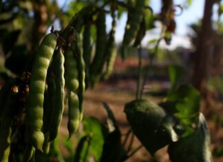 Czego nie lubią Duńczycy?