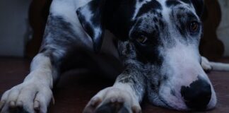 Co jedzą Duńczycy na kolację?