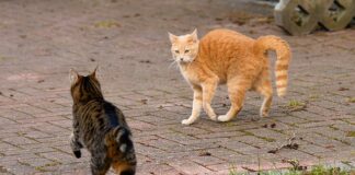 Co wkurza Włochów?