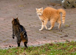 Co wkurza Włochów?