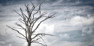 Ile przeciętnie żyje człowiek?