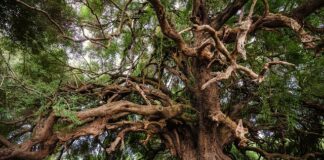 Ile kosztuje drzewo w Czechach?