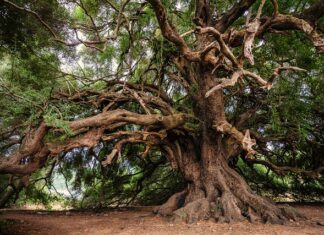 Ile kosztuje drzewo w Czechach? Ile kosztuje drzewo w Czechach?