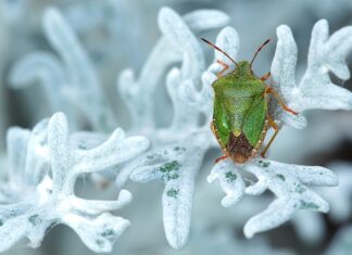 Co jest tanie we Włoszech? Co jest tanie we Włoszech?