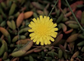 Jak wygląda typowa Włoszka? Jak wygląda typowa Włoszka?
