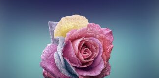 Jaki typ urody mają Włoszki?