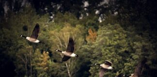 Co to jest nielegalna migracja?