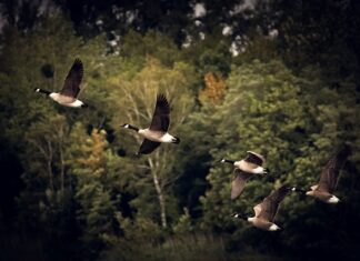 Co to jest nielegalna migracja? Co to jest nielegalna migracja?