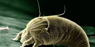 Czy w Czechach są grosze?