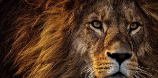 Co oznacza Lew w Wenecji?