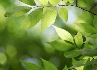 Jakie państwo istniało najkrócej?