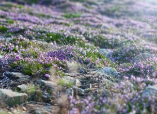 Kiedy najlepiej iść na Śnieżkę?