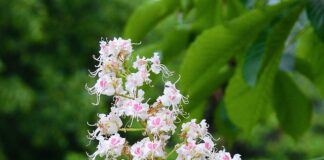 Jak wygląda matura we Włoszech?