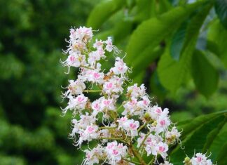 Jak wygląda matura we Włoszech?