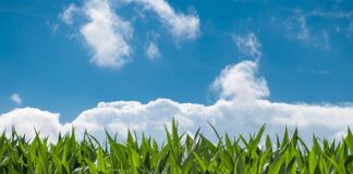 Po co kukurydza w piwie?