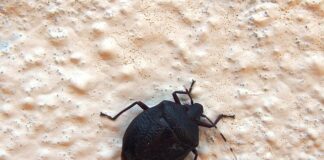 Kiedy najbardziej śmierdzi w Wenecji?