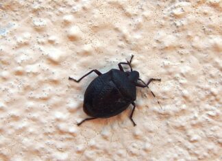 Kiedy najbardziej śmierdzi w Wenecji?