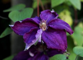 Czego zazdroszczą Polakom Czesi?